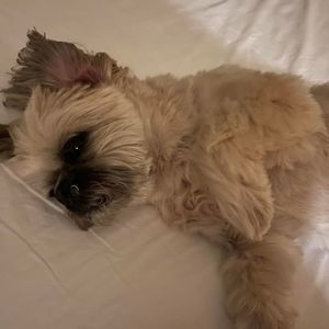 Meet your Posher, Kim